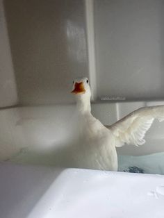 a white duck in a bathtub with it's wings spread