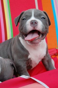 a gray and white dog sitting on top of a red chair with its tongue out