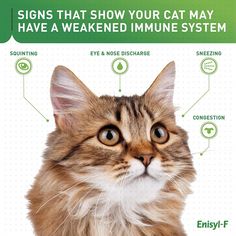 a cat with the words signs that show your cat may have a weaked immune system