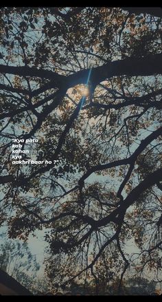 looking up at the branches of a tree with a quote on it that reads, you always look for your heart too