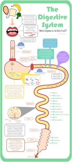 the digest system is shown in this infographtion poster, which shows what happens to all that food?