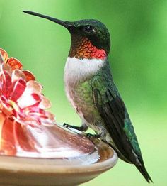 a hummingbird sitting on top of a birdbath next to a red flower