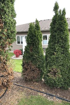 three tall trees in front of a house with a red fire hydrant next to it