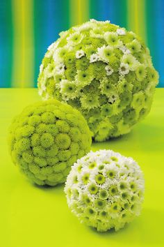 three green and white flowers sitting on top of a table