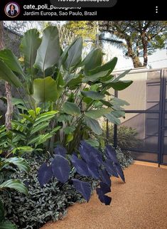 there is a plant in the middle of some plants and gravel on the ground next to a fence