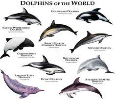 the dolphins of the world are shown in this poster, which shows different types of dolphins