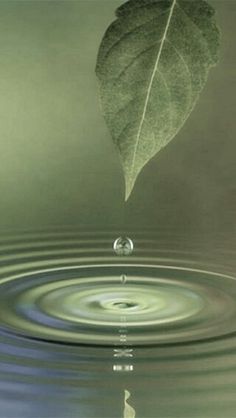 a green leaf floating in water with ripples