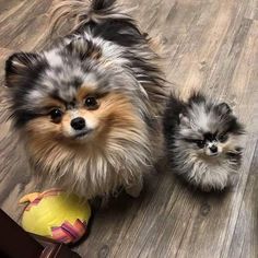 two small dogs sitting next to each other on the floor