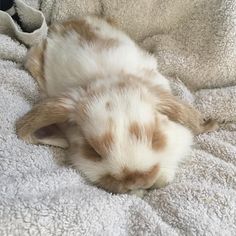 a brown and white puppy laying on top of a blanket