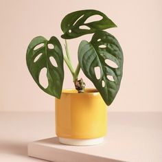 a potted plant sitting on top of a white table next to a yellow wall