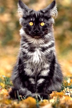 a black and white cat is sitting in the grass looking at the camera with yellow eyes