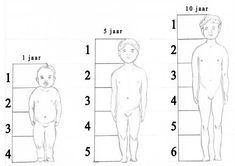 the height chart for a child's body is shown