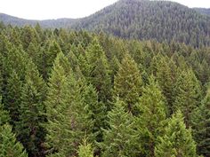 a forest filled with lots of tall green trees next to a lush green mountain range