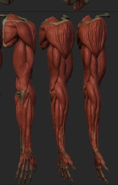 the muscles are shown in this image and it looks like they could be used to work on