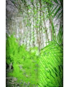 green plants and trees in the woods with blurry leaves on them, as well as text