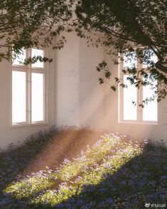 the sun shines through two windows in an empty room with flowers growing on the ground