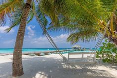 a hammock hanging between two palm trees on the beach