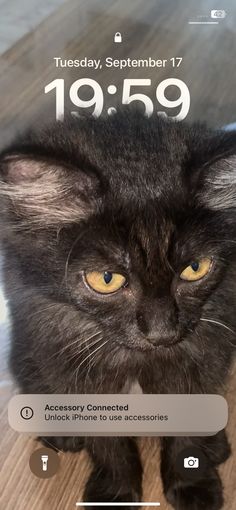 a black cat sitting on top of a wooden floor next to a phone number plate