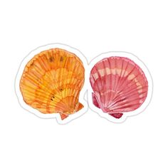 two seashells on a white background one is orange and the other is pink