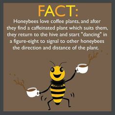 a bee holding two cups of coffee with the caption fact honeybees love coffee plants and after they find cafinated plant which suits them, they return to the hive