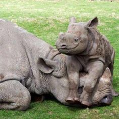 two baby rhinos cuddle together in the grass