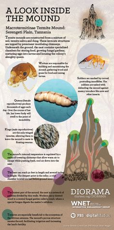 a poster with information about the different types of animals and their habitats in it