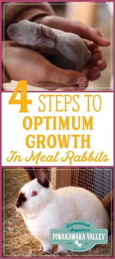 four steps to optium growth in meat rabbits with text overlay that reads 4 steps to optium growth in meat rabbits