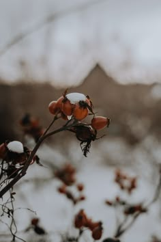 a plant with snow on it in the middle of winter