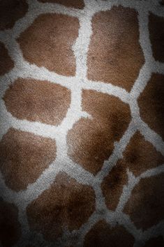 the skin of a giraffe is brown and white