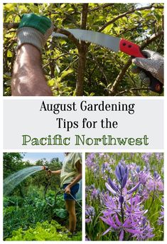 the cover of august gardening tips for the pacific north west, with images of flowers and trees