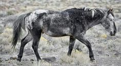 a black and white horse is walking in the grass