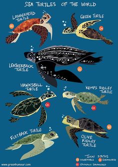 sea turtles of the world with their names in english and spanish turtle drawing, animal drawings, marine life, ocean creatures, underwater creatures, person, animals, water crafts for kids, science, underseas, types