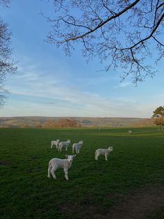 a herd of sheep standing on top of a lush green field next to a tree