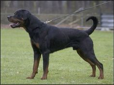 a large black and brown dog standing on top of a grass covered field with trees in the background