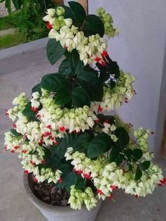 a potted plant with white and red flowers