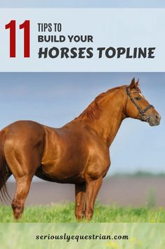 a brown horse with the words 11 tips to build your horses topline on it