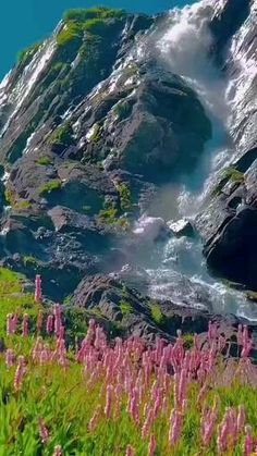 wildflowers growing on the side of a mountain with water coming out of it