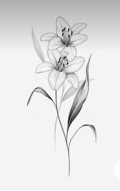 a drawing of two flowers on a white background with black and white lines in the middle