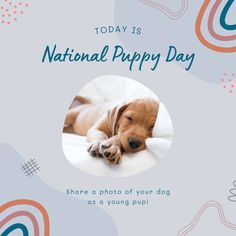 a dog laying on top of a bed with the caption today is national puppy day