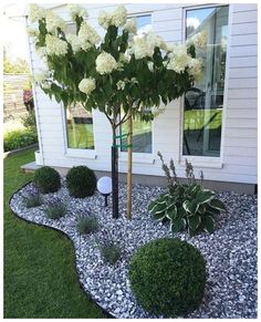 white flowers are in the middle of a graveled area next to a tree and bushes