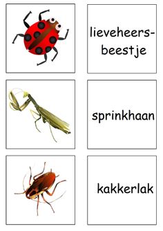 four pictures with different types of bugs and insects on them, including one ladybug