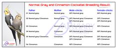 two birds sitting on top of each other next to the words normal gray and common cockatil reading result