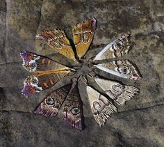 four butterflies are sitting on top of a rock with their wings spread out and facing the camera