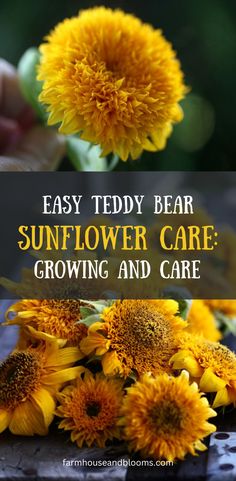 two pictures of teddy bear sunflowers Sunflower Care, Teddy Bear Sunflower, Dried Sunflowers, Growing Cut Flowers, Growing Sunflowers, Planting Sunflowers, Sunflower Bouquets, Pollinator Garden