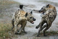 two hyenas playing with each other on a dirt road