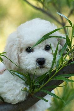 a small white dog sitting on top of a tree branch next to green leaves and text that reads, havanese puppies my dog is pit bull - hair poodle not much much