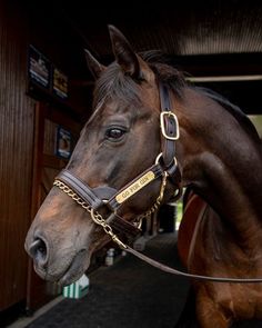 a close up of a horse wearing a bridle