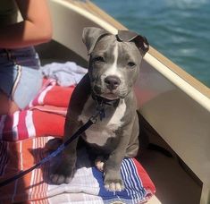 a gray and white dog sitting on top of a boat