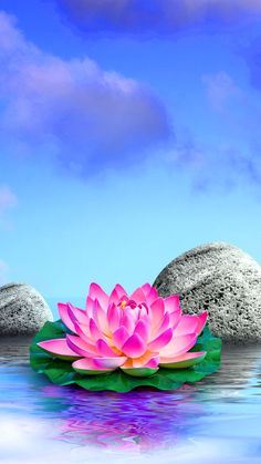 a pink flower sitting on top of a green leaf in the middle of some water