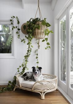 a black and white dog laying in a wicker bed next to a potted plant